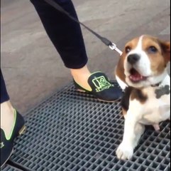 Uçan Köpek Vipo Hayat Bulduğu An