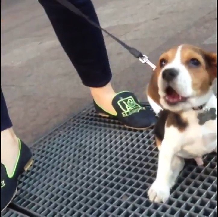 Uçan Köpek Vipo Hayat Bulduğu An