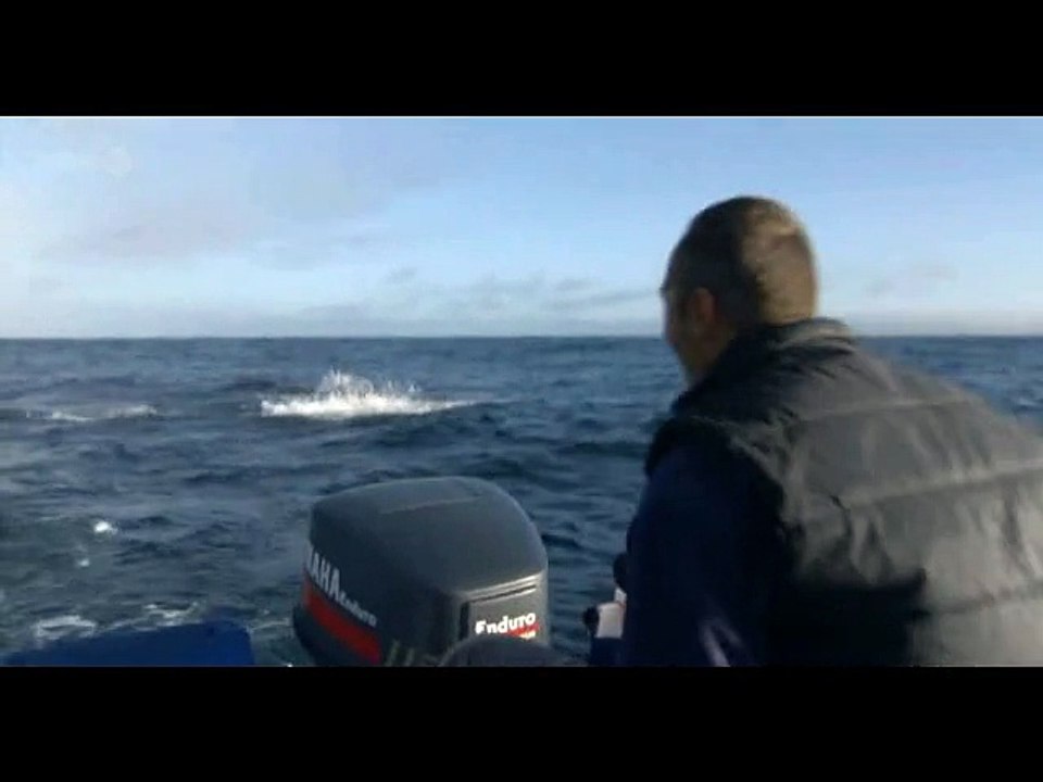 Tiburon ataca a lobo marino - shark attack  Increible