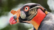 Raptors Morphing