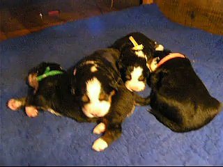 les 4 femelles (à la sieste...)