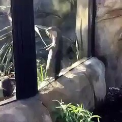 This otter has got moves