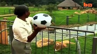 Lion Playing Soccer