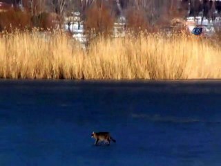 İllüzyon değil gerçek !