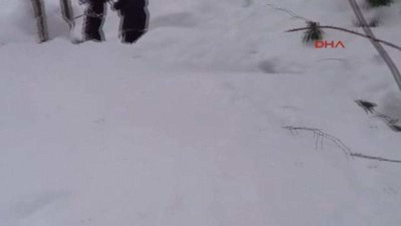 Ordu'da Köylere İnen Domuzlar İçin Sürek Avı