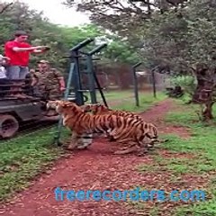 Tiger jumps to catch meat, filmed in slow-motion