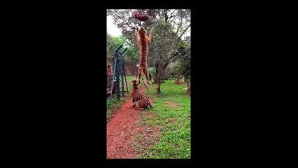 Tiger Jump 20 Feets
