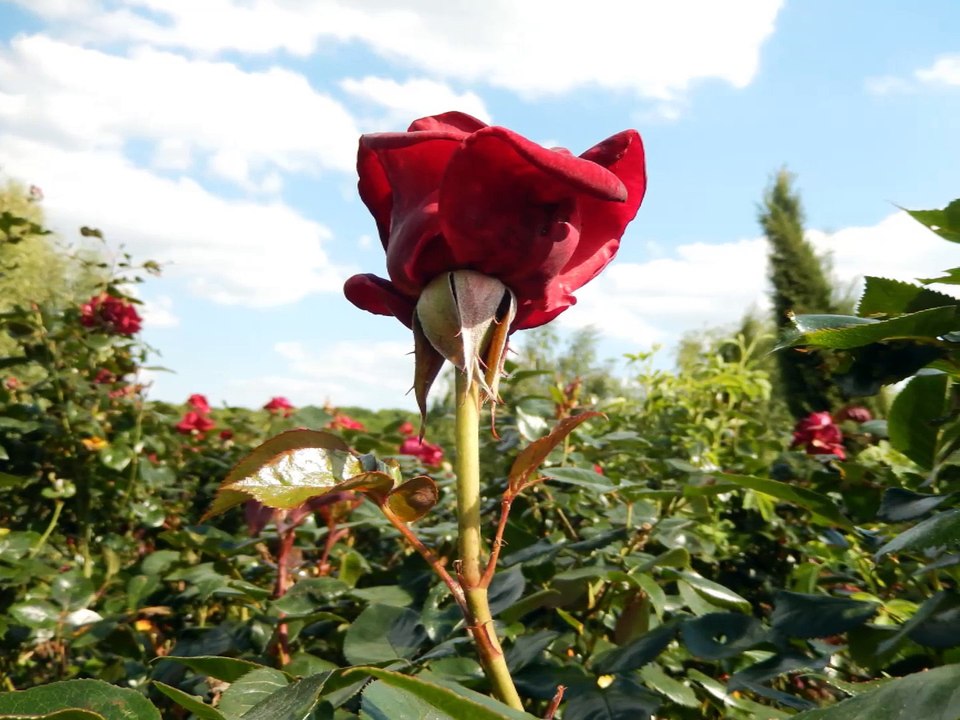 Receba as Flores Que Lhe Dou. Fernando Teixeira 07 Rio Torto Portugal !!
