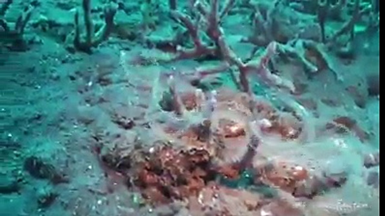 Allah Is Great - Have You Ever Seen Such Transparent Fish