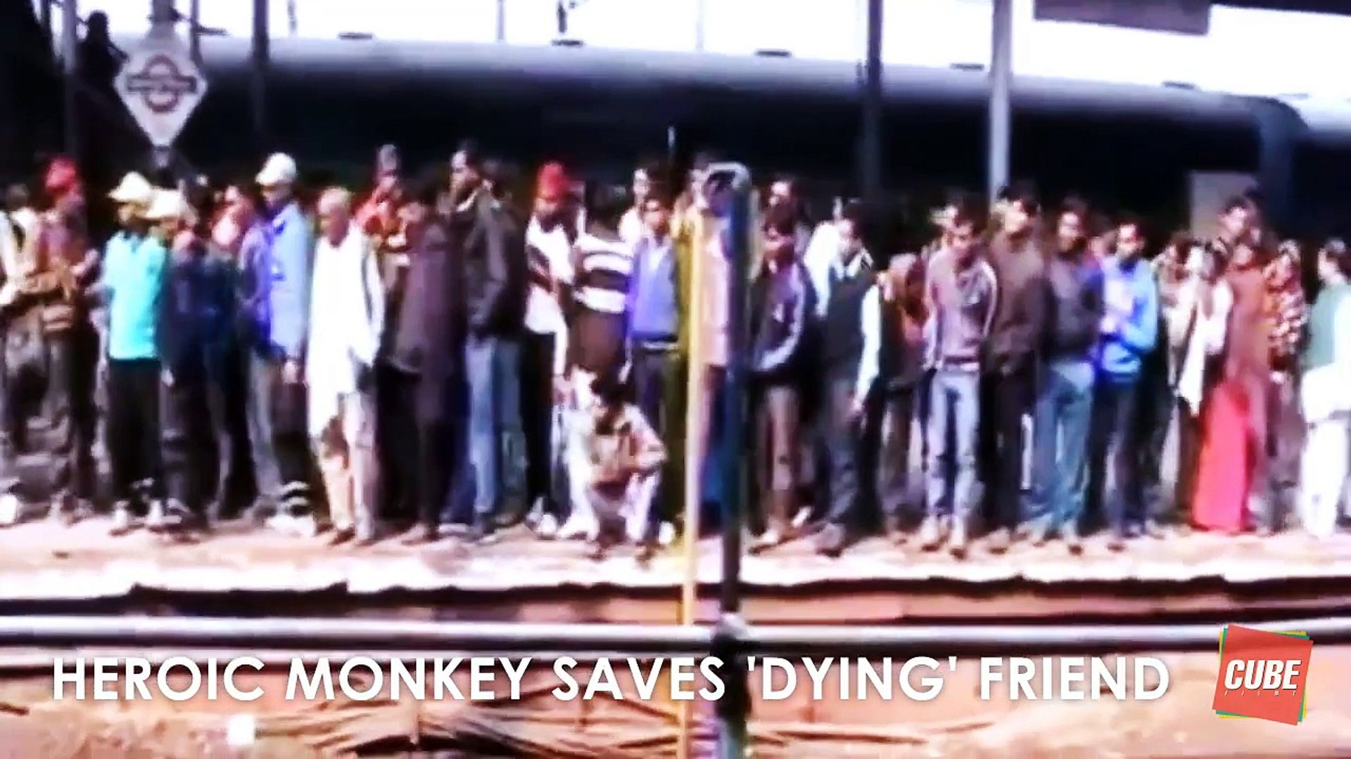 Heroic Monkey Saves Friend Monkeys Life
