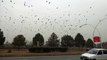 Today dated 12 - 01 - 2015 very beautiful seen Crows keep running in circles with crows following them in Fatima Jinnah Park F-9 Islamabad.  By pccnn ( Chaudhry Ilyas Sikandar )