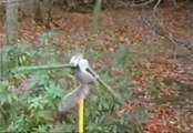 Un écureuil en mission impossible traverse tout les dangers pour sa noisette !