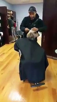 Quand mon chien passe chez le coiffeur