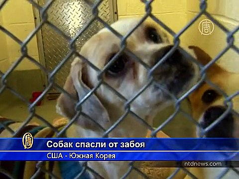 Собак, предназначенных для еды, спасли из Южной Кореи