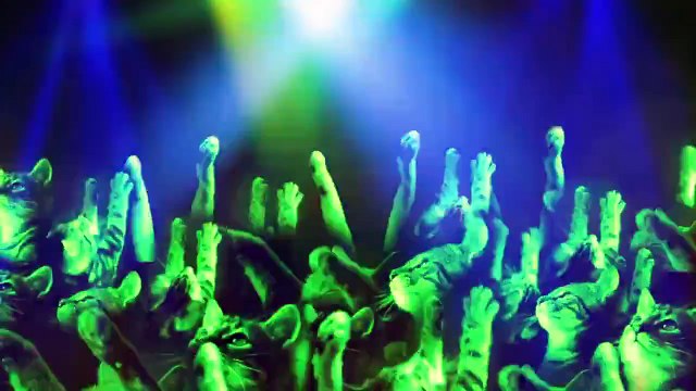 Un montage super bien fait montre ce chat en Dj star planétaire !