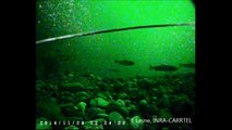 Arctic charr spawning ground in Lake Geneva
