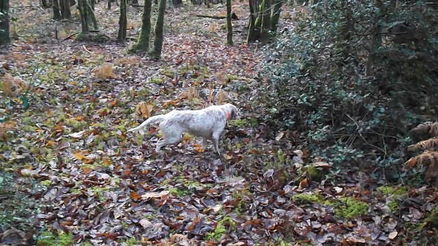setters anglais sur bécasse