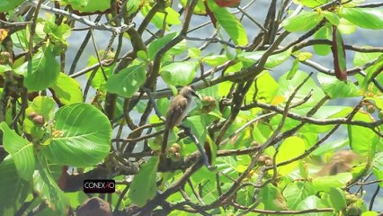 CONEXAO PGM 100 BL 03