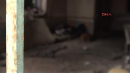 En Sadık Dostu Ölümünde Bile Yalnız Bırakmadı