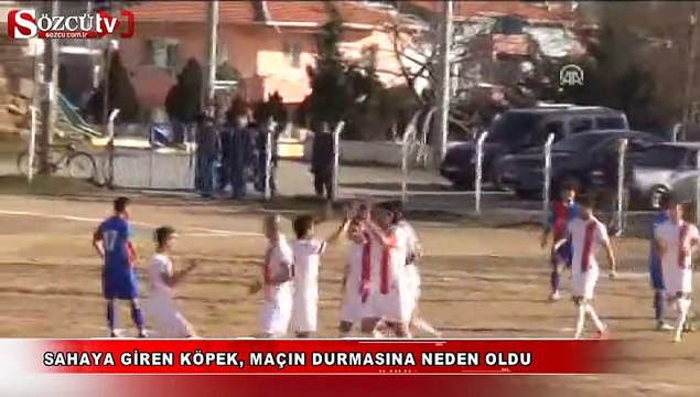 Sahaya giren köpek, maçın durmasına neden oldu