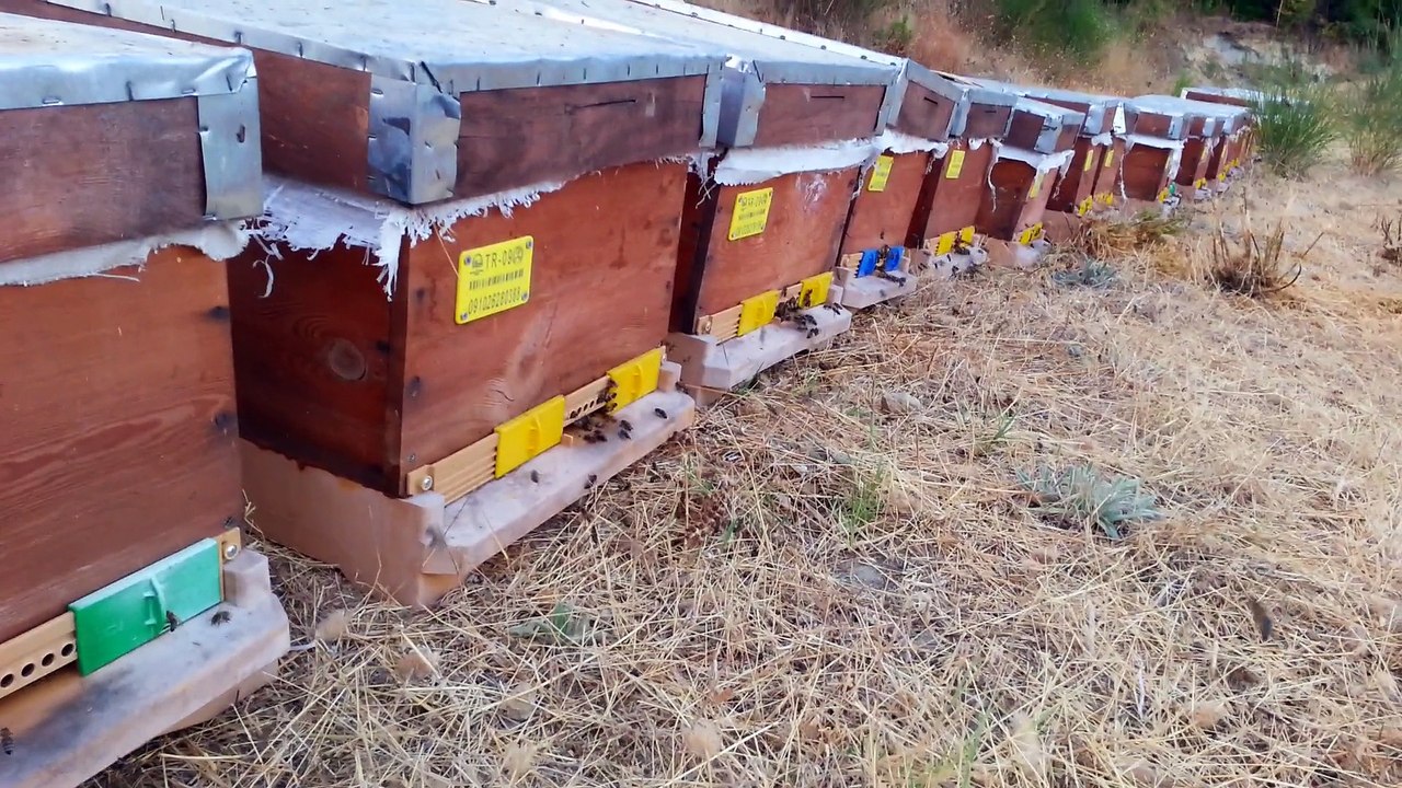 Ağaçlı Çam Balı Zmanı (2014)