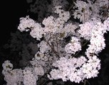 FLOR DE CEREZO/夜桜お七 (Fuyumi Sakamoto)