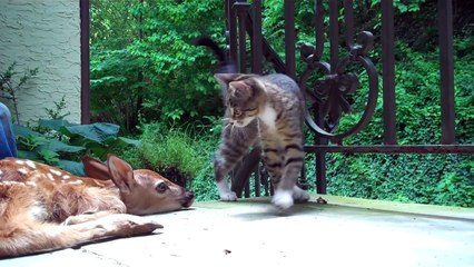 ---Kitten excited to see baby deer on the front porch