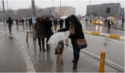 Sokak köpeğine şemsiye tuttu