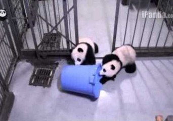 Curious Panda Cubs Investigate Plastic Trashcan