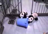 Curious Panda Cubs Investigate Plastic Trashcan