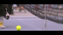 Perros recogen pelotas en partidos de tenis