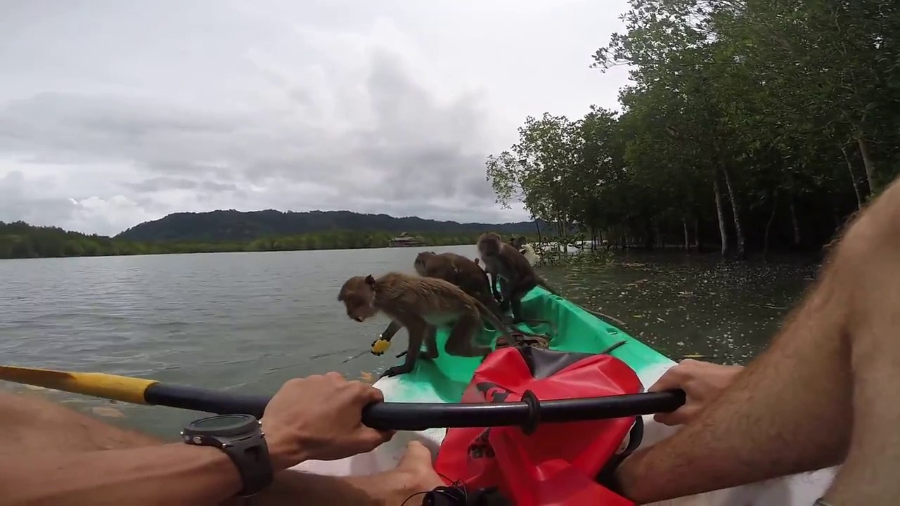 Des singes attaquent son bateau