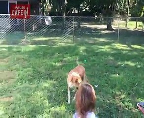 Le visage de ce chien qui se rend compte qu'il va percuter cette enfant est un vrai bijou !