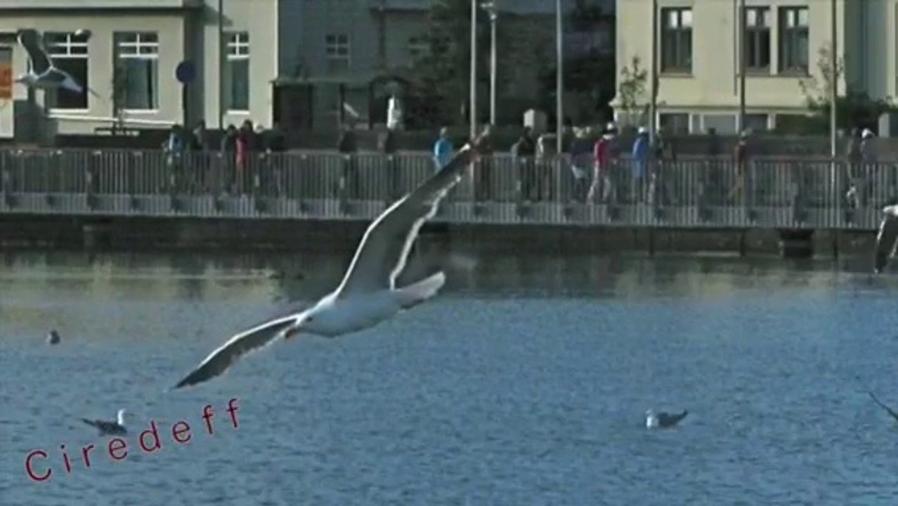 7/7 Tourisme en Islande Visitez Reykjavik Musée Kjarval Hallgrímskirkja  -- Tourism in Iceland Visit Harpa Conference Center Museum -- Tourismus in Island besuchen Harpa Konferenzzentrum -- Turismo en Islandia Visitare Reykjavik Museo Kjarval