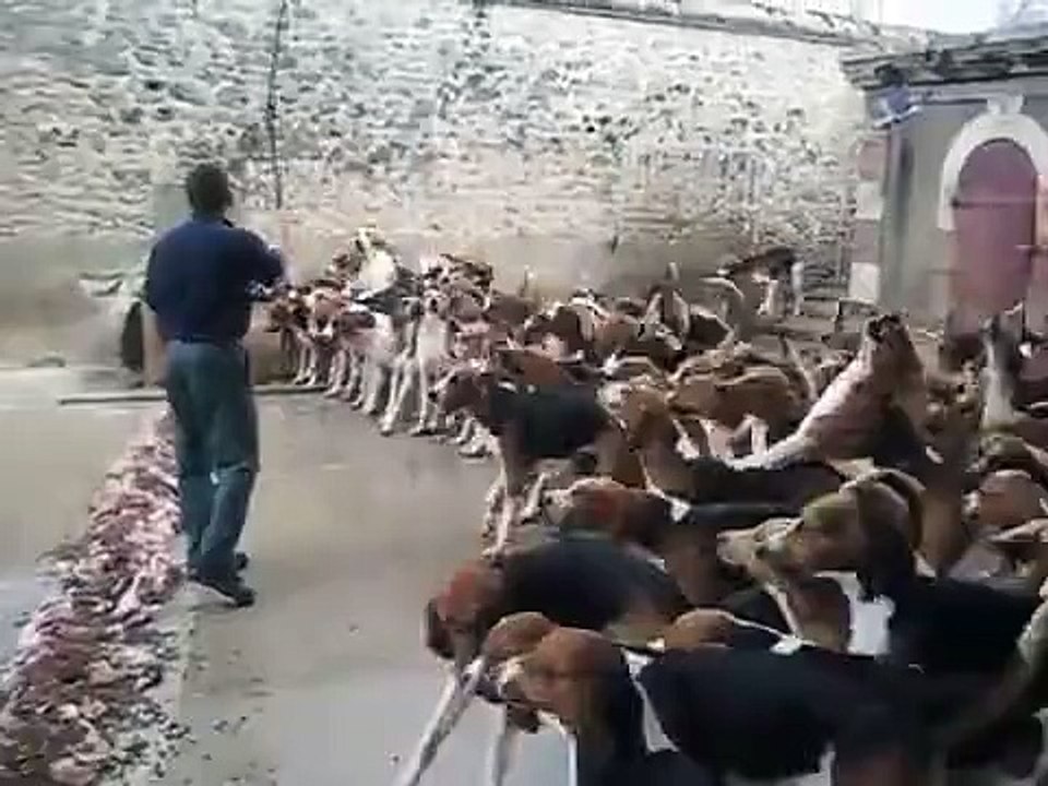 pets Dogd