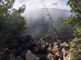 Mangrove Snapper Fishing