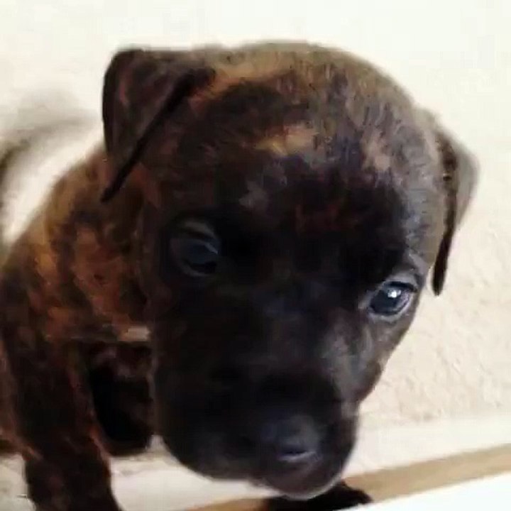 Un chiot Pit Bull en perd la voix