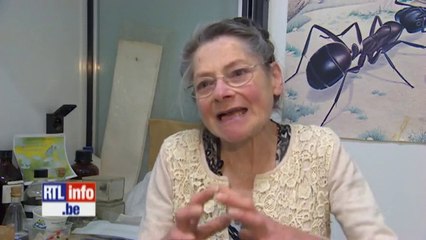 Expérience des ondes GSM sur les fourmis
