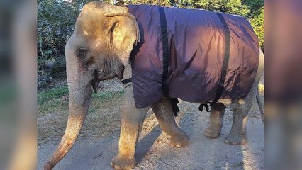 Photos of Elephants Shivering Around A Fire Prompt Giant Coat Drive