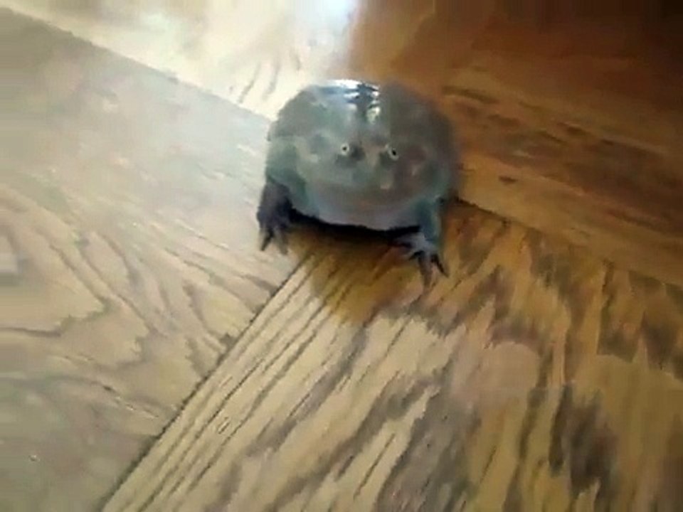 Cette grenouille est bien bizarre ...