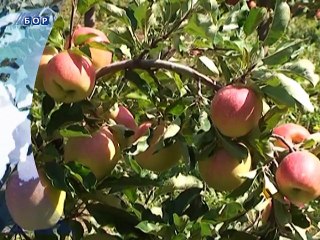 Vesti na vlaškom jeziku, 12. januar 2015. (RTV Bor)