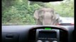 Elephant adds extra trunk to car as it goes on a rampage in Thai national park.