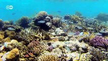 Fiji - Coral Reefs Protect Biodiversity | Global 3000