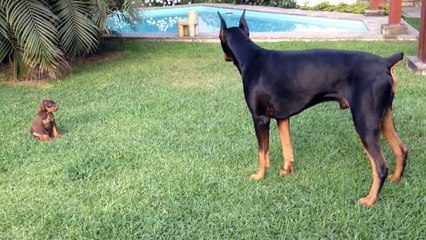 Precious puppy challenges larger Doberman dog