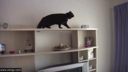 Mission Impossible Cat