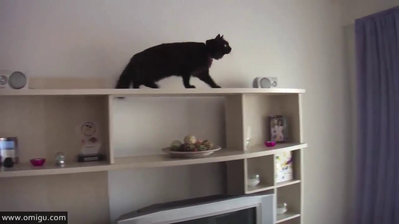 Mission Impossible Cat