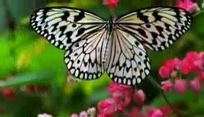 امي نبع الحنان