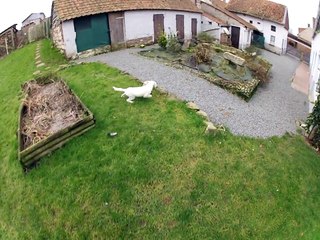 découverte gibier chiot setter 3 mois