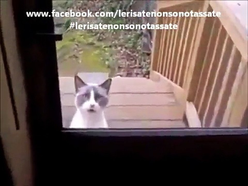 Il linguaggio dei gatti: ecco come "parlano" i felini.