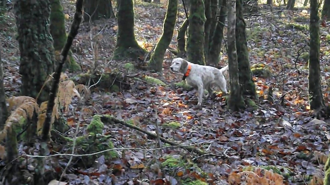 setters anglais sur bécasse